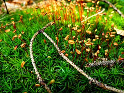 Waldboden 3 Büdinger Wald