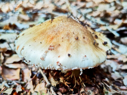 Büdinger Wald Röhrlinge