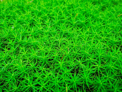 Waldboden 2 Büdinger Wald