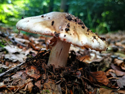 Röhrlinge Büdinger Wald