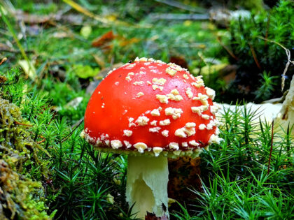 Fliegenpilze 3 Büdinger Wald