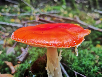 Fliegenpilze Büdinger Wald