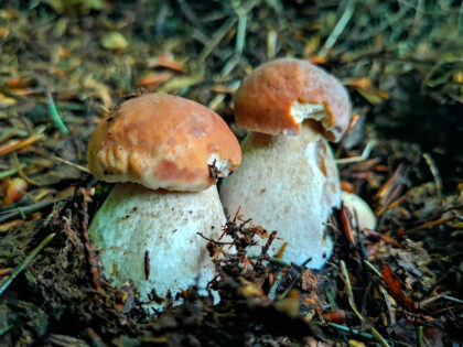 Steinpilze Büdinger Wald