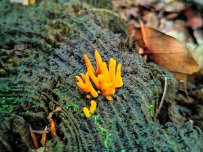 Nahaufnahme Büdinger Wald