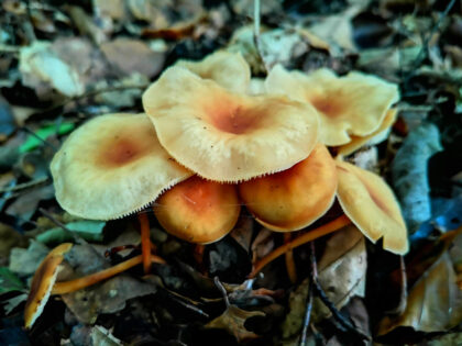 Pfifferlinge 3 Büdinger Wald