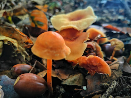 Pfifferlinge 3 Büdinger Wald