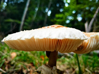 Kahler Krempling Büdinger Wald