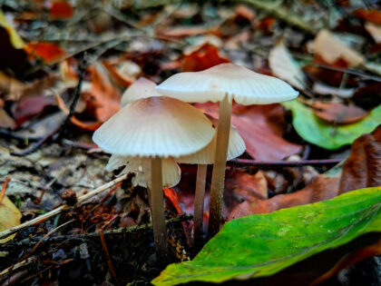 Pilzart Büdinger Wald