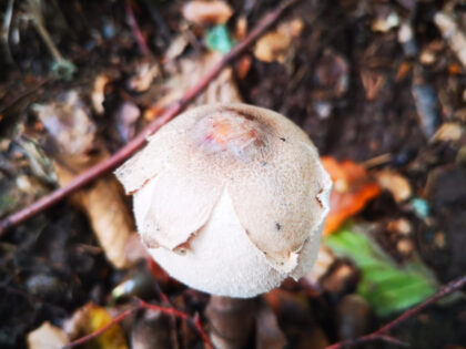 Riesen-Schirmling Büdinger Wald