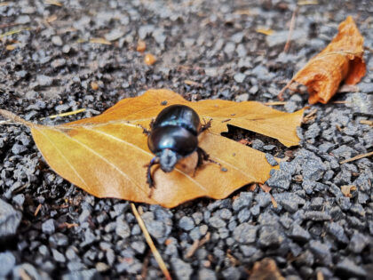 Waldkäfer Büdinger Wald