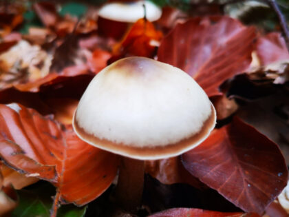 Pilze Büdinger Wald
