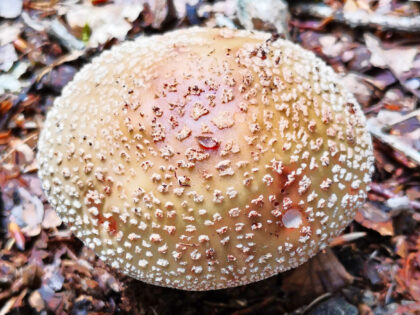 Parasol Büdinger Wald
