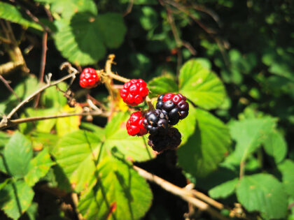 Brombeere Büdinger Wald