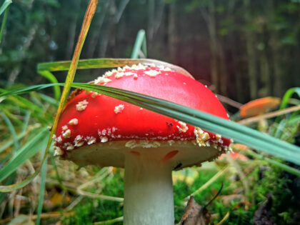 Fliegenpilze 2 Büdinger Wald