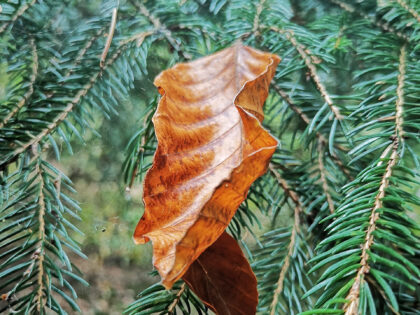 Blatt & Nadelhölzer Büdinger Wald