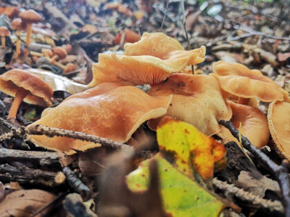 Pfifferlinge 2 Büdinger Wald