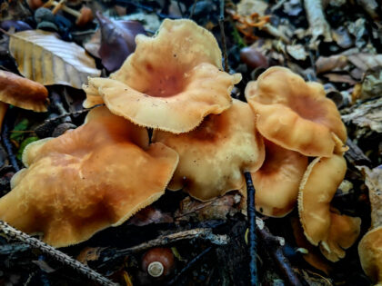 Pfifferlinge Büdinger Wald