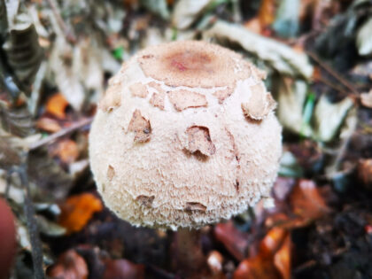 Riesen-Schirmling Büdinger Wald