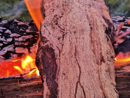 Feuer 2 - Naturfotos 2020