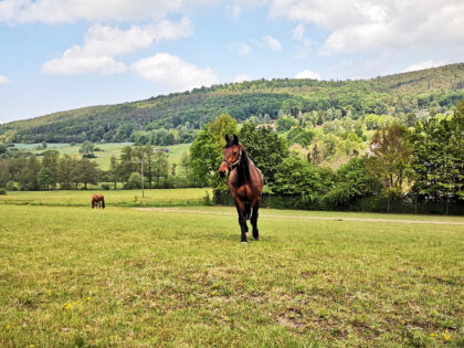 Pferd von vorne, Tiere