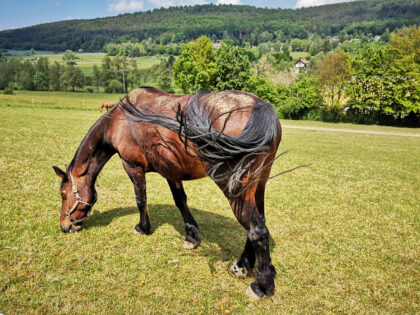 Pferd von der Seite 5, Tiere