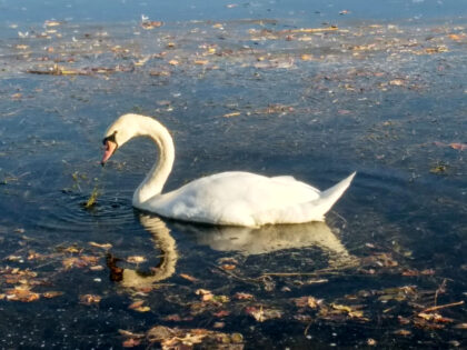 Schwäne an der Wertach 7