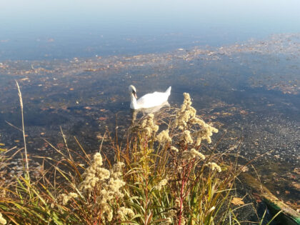Schwäne an der Wertach 6