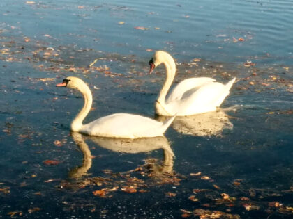 Schwäne an der Wertach 5