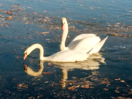 Schwäne an der Wertach 4