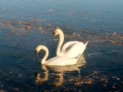 Schwäne an der Wertach 3