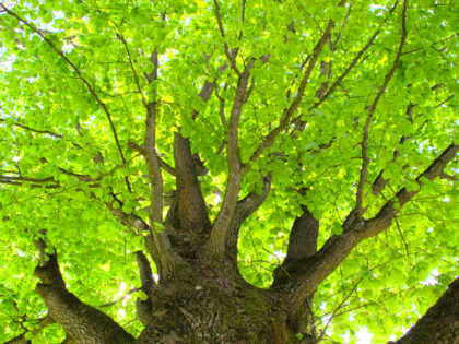 Waldblatt 3 Siebentischwald Augsburg