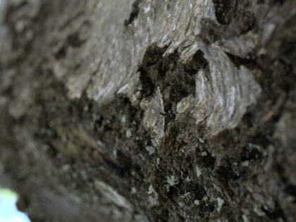 Rinde Siebentischwald Augsburg