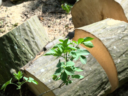 Holzeinschlag Siebentischwald Augsburg