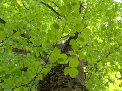 Blattbaum 3 Siebentischwald Augsburg