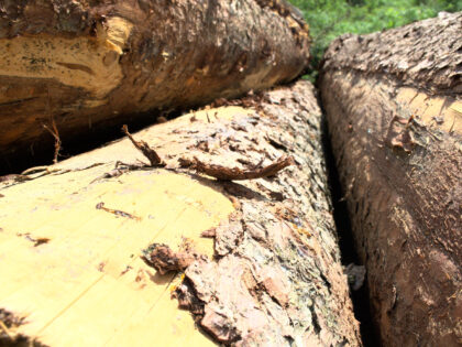 Holz Siebentischwald Augsburg