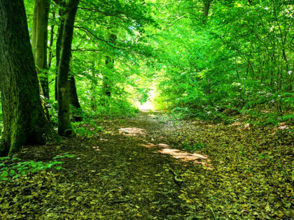 Waldweg Siebentischwald Augsburg