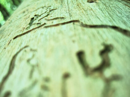 Baumschnitzerei Siebentischwald Augsburg