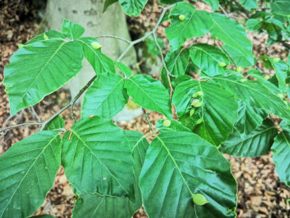 Waldblatt 2 Siebentischwald Augsburg