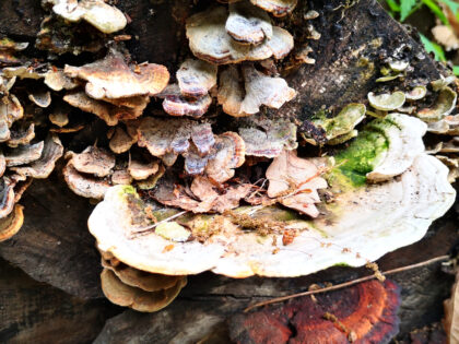 Rinde und Pilze 2 Siebentischwald Augsburg