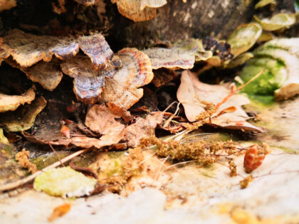Rinde und Pilze Siebentischwald Augsburg